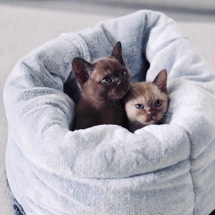 Cozy Convertible & Reversible Cat Bed - Soft Chinchilla Plush Pet Bed for Indoor Cats | Perfect for Napping, Lounging & Cuddling