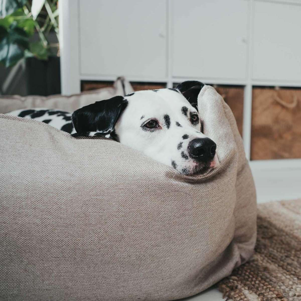 HUNTER Living 60857 Orthopedic Dog Bed for Large Dogs, 80 x 59 x 24 cm, Beige Washable Pet Bed - Perfect for Living Room, Bedroom & Kennel Comfort