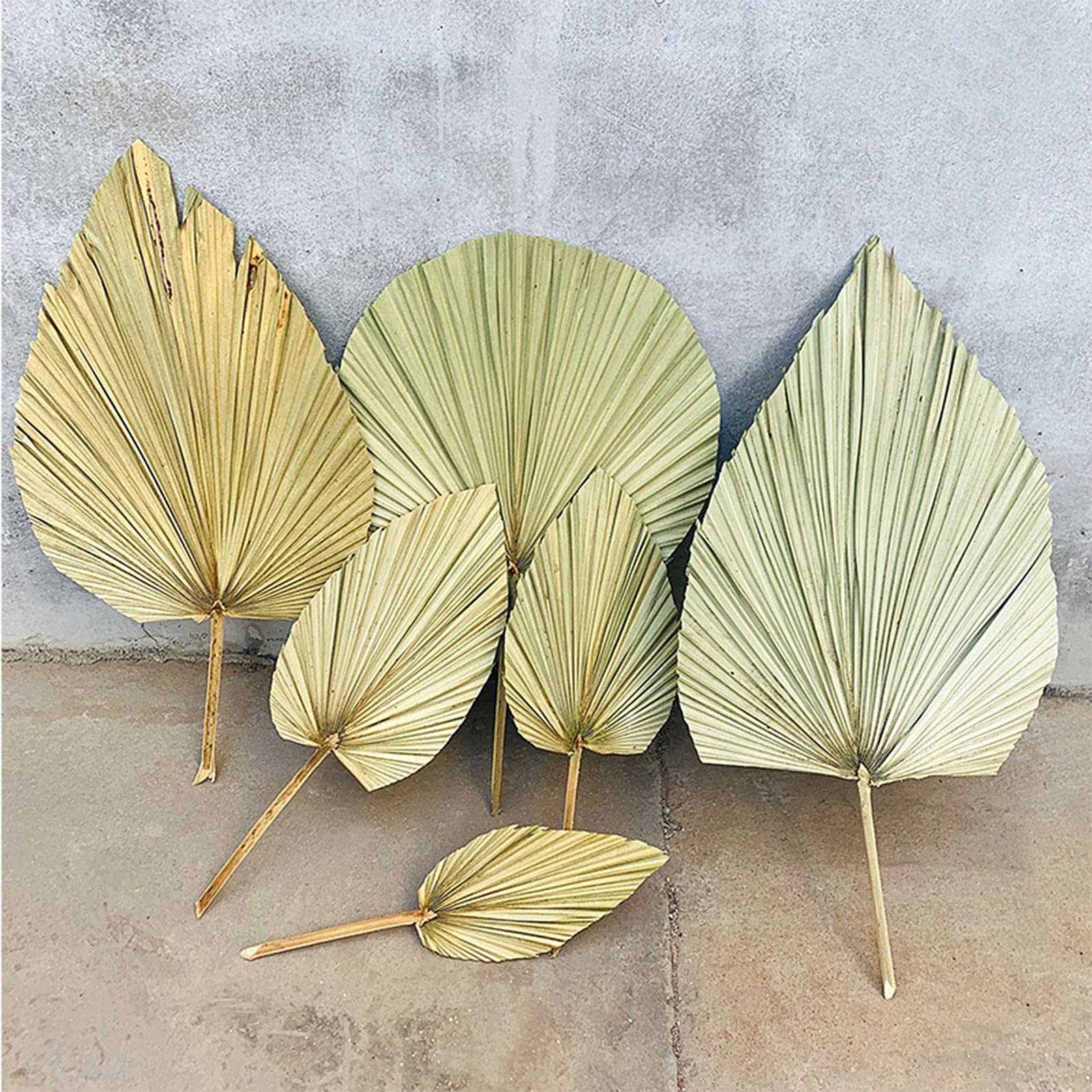 Dried Palm Fan Leaves for Wedding Arch Decor, Party Wall Hanging, Window Reception & Home Art Decoration - Natural Boho Tropical Decor for Events, Parties & Home Styling