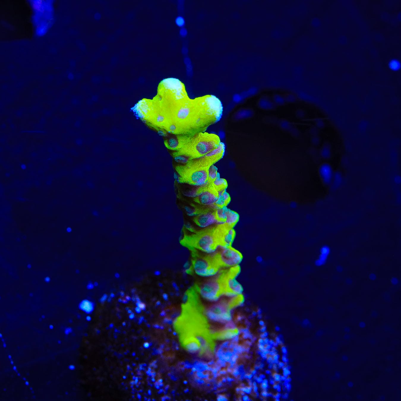 Premium CB The Thing Anacropora Coral for Saltwater Aquariums - Vibrant Live Coral for Reef Tanks & Marine Aquascaping | Perfect for Beginners & Advanced Hobbyists