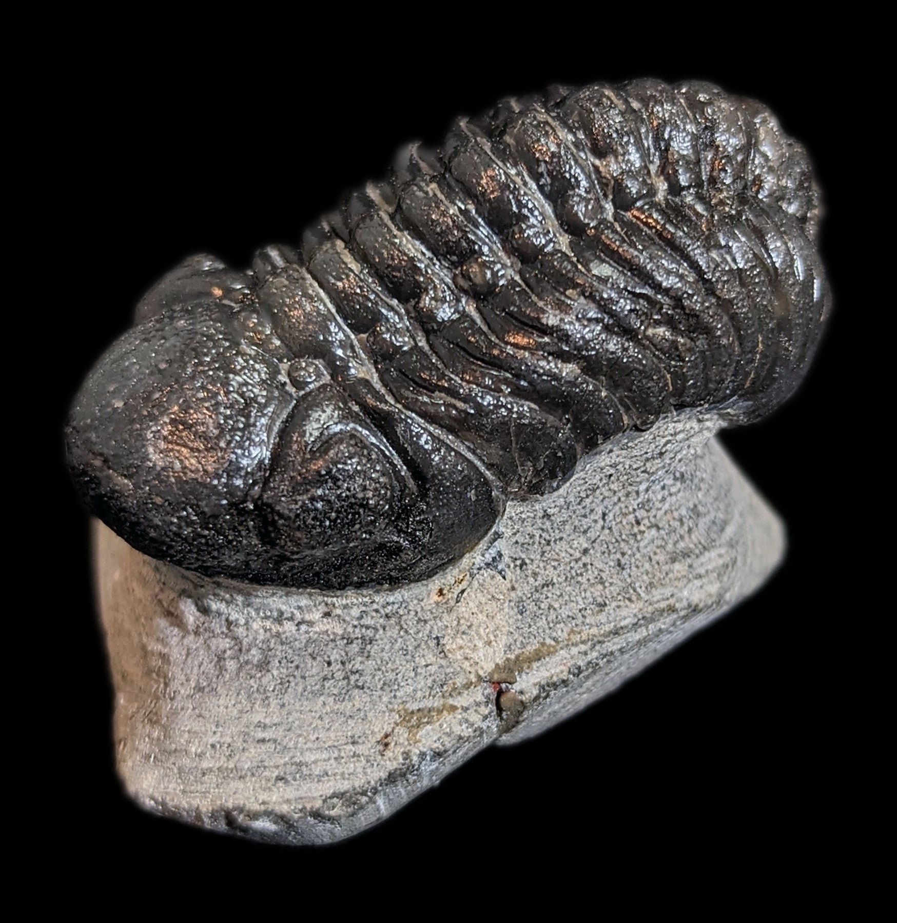 Eldredgeops Rana Trilobite Fossil in Matrix - Authentic Devonian Era Fossil Specimen for Collectors & Home Decor | Perfect for Science Enthusiasts & Unique Gift Ideas