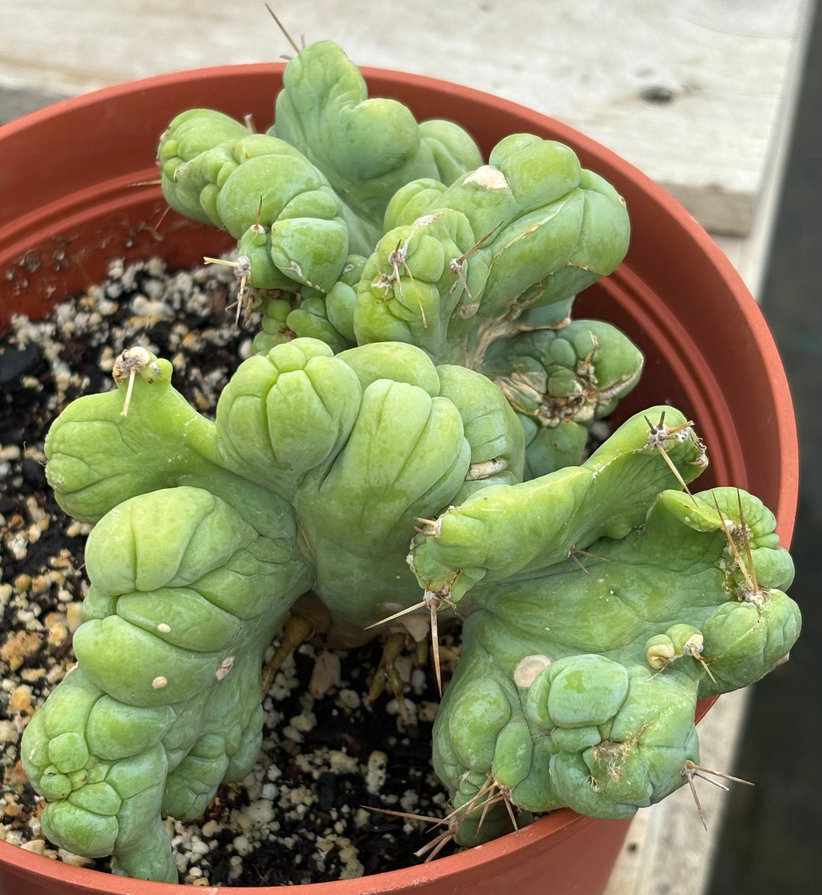 EC190 EXACT Trichocereus Bridgesii Monstrose Crest (TBMC) - Rare Ornamental Cactus for Home Decor, Garden & Succulent Collections - Perfect for Indoor Plant Displays and Xeriscaping