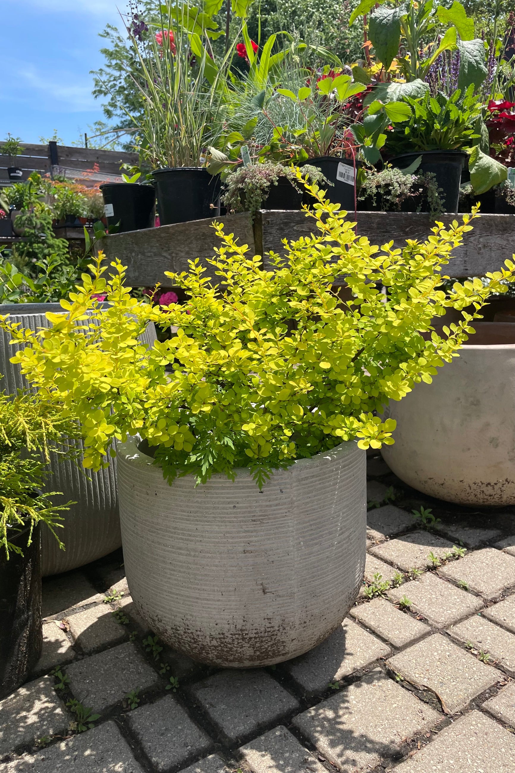 Buy Berberis thunbergii 'Aurea' #3 - Golden Japanese Barberry Shrub for Landscaping & Garden Borders | Drought-Tolerant Hedge Plant for Sunny Yards