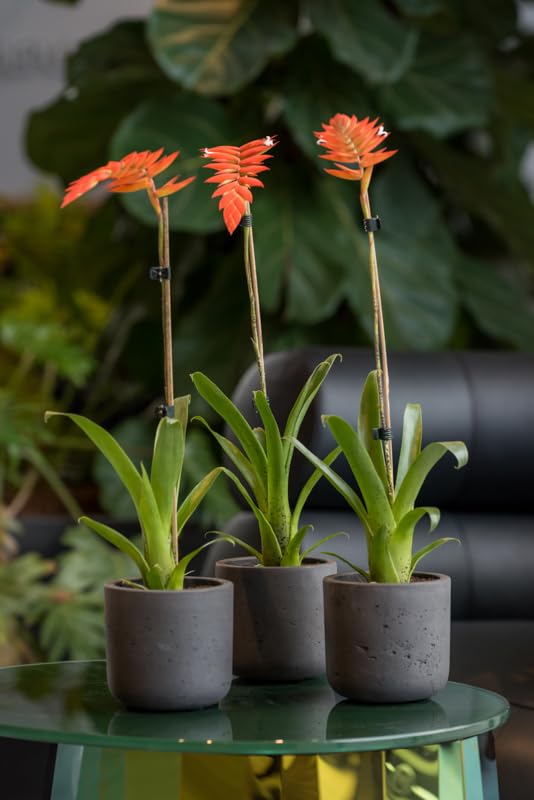 Black Washed Fiberstone Planter - 7 Inch Indoor Outdoor Flower Pot for Home Garden Decor | Modern Plant Container for Patio, Balcony & Tabletop Decor