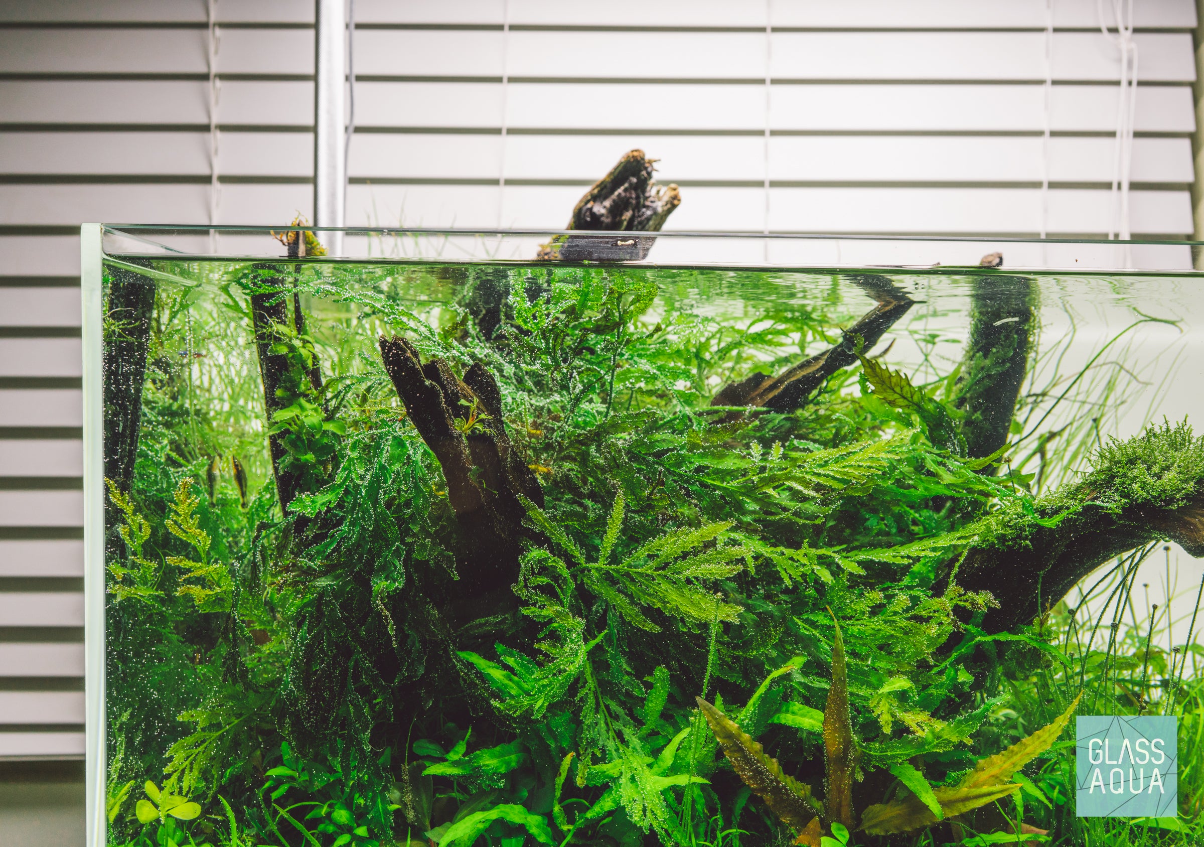 Bolbitis Heudelotii African Water Fern - Live Aquarium Plant for Fish Tanks, Terrariums & Paludariums - Perfect for Low Light Aquascaping & Natural Habitat Decoration