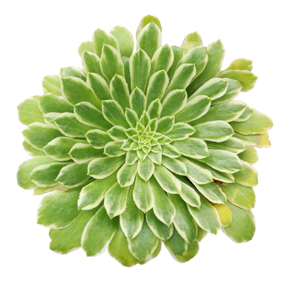 Buy Aeonium Emerald Ice Succulent (2 Inch) - Rare Live Succulent Plant for Home Decor, Office Desk, or Garden Arrangement