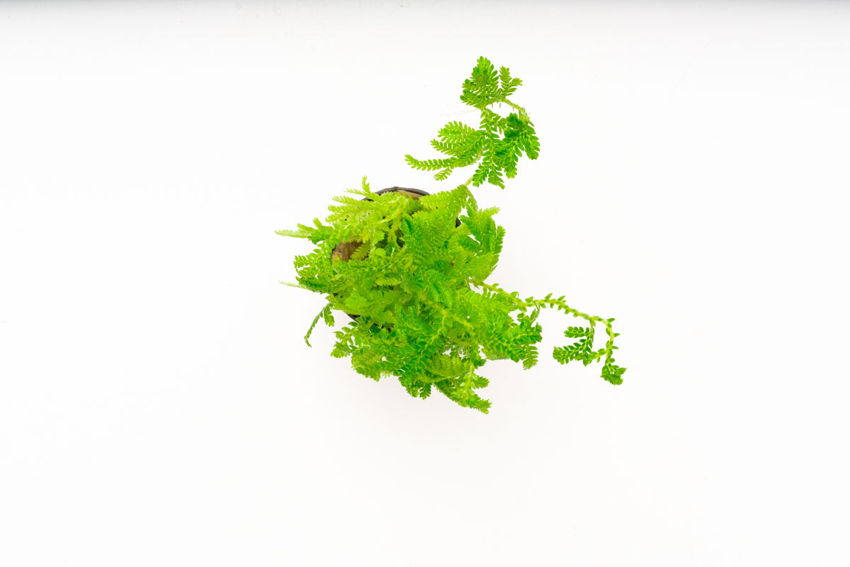 Selaginella Siamensis Hieron - Rare Tropical Fern Plant for Home & Garden Decor | Perfect for Terrariums, Indoor Gardens, and Landscaping