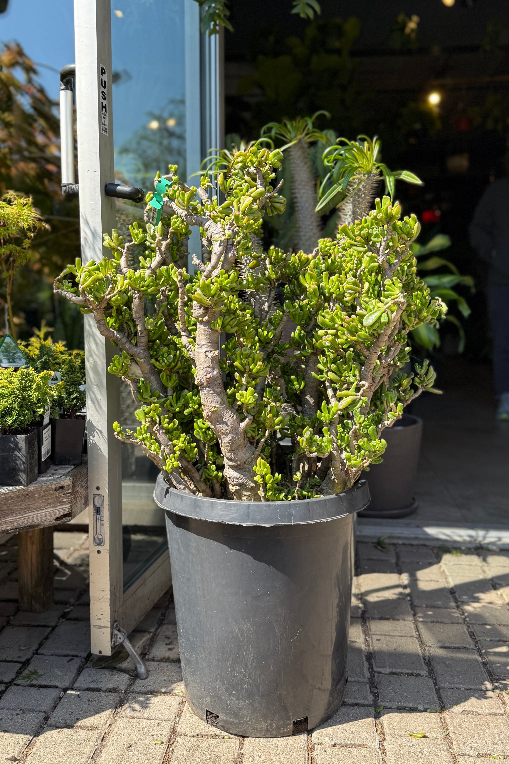 Crassula Ovata 'Hobbit' Jade Plant - 15