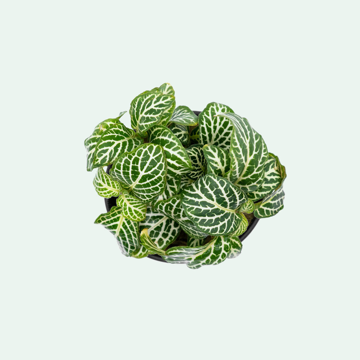 Fittonia Albivenis (Nerve Plant) - Low Light Indoor Houseplant for Home, Office & Terrarium Decor | Perfect for Tabletop, Shelf & Bathroom Plants