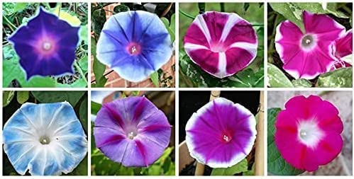 Mixed Morning Glory