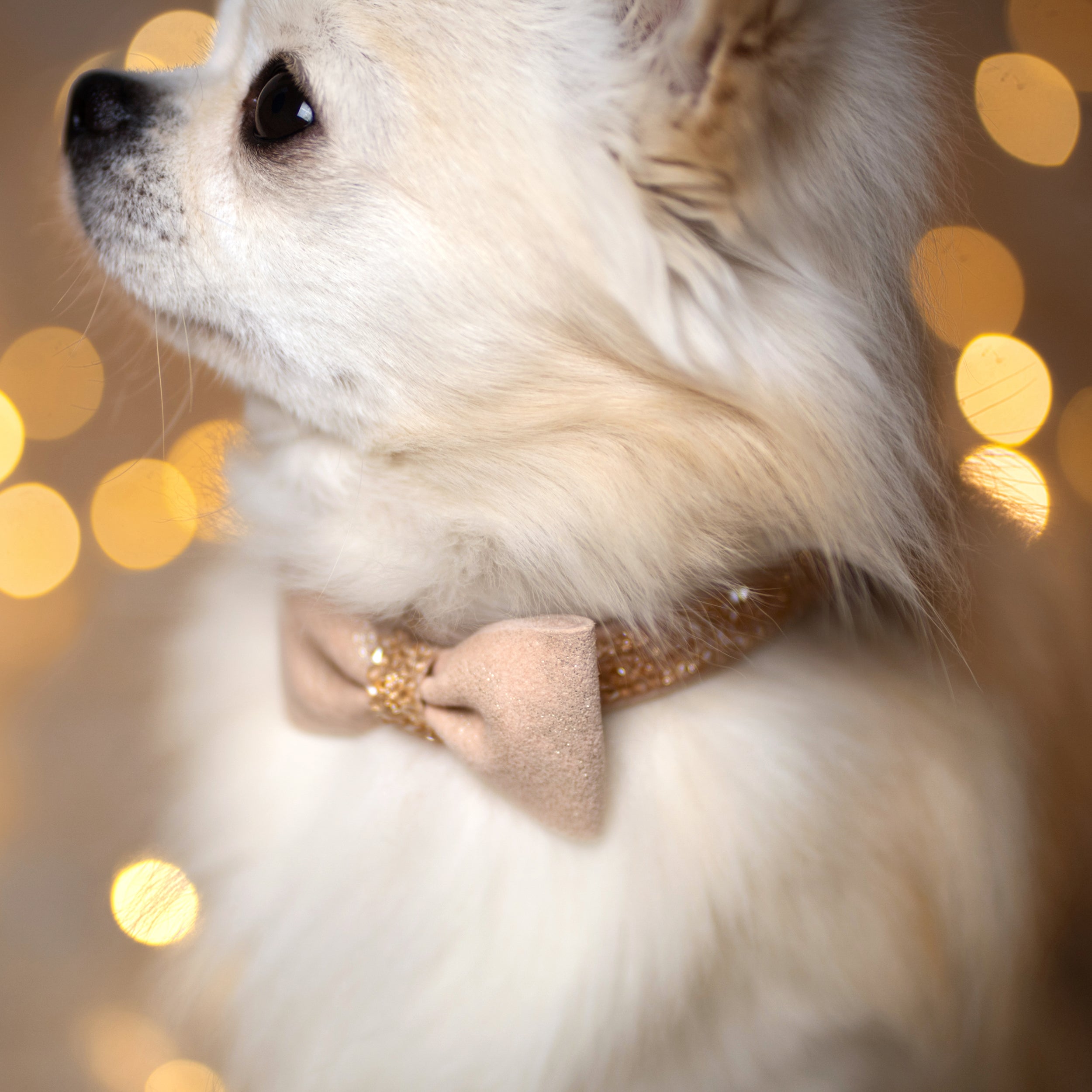 Gold Puparoxy Champagne Glitter Bow Tie for Dogs - Half Collar Style - Perfect for Pet Parties, Weddings & Special Occasions