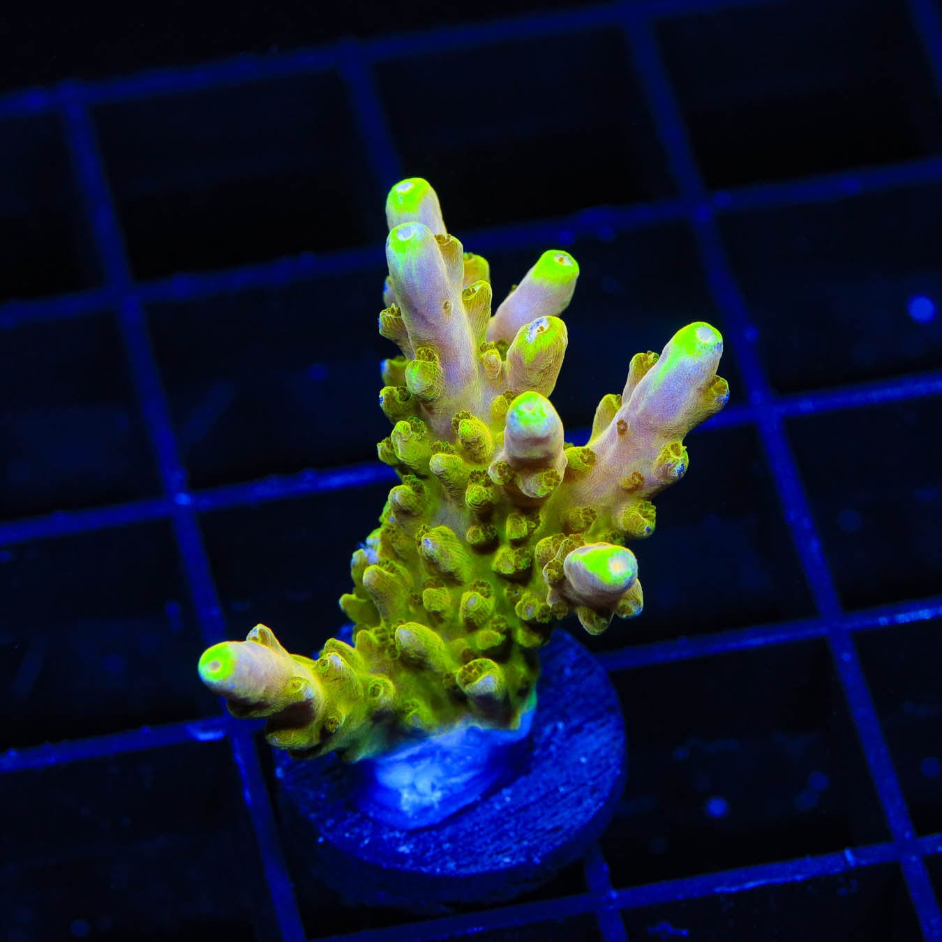 Premium CB Golden Jawdropper XXL Acropora Coral for Saltwater Aquariums – Vibrant Coral for Reef Tanks & Marine Displays