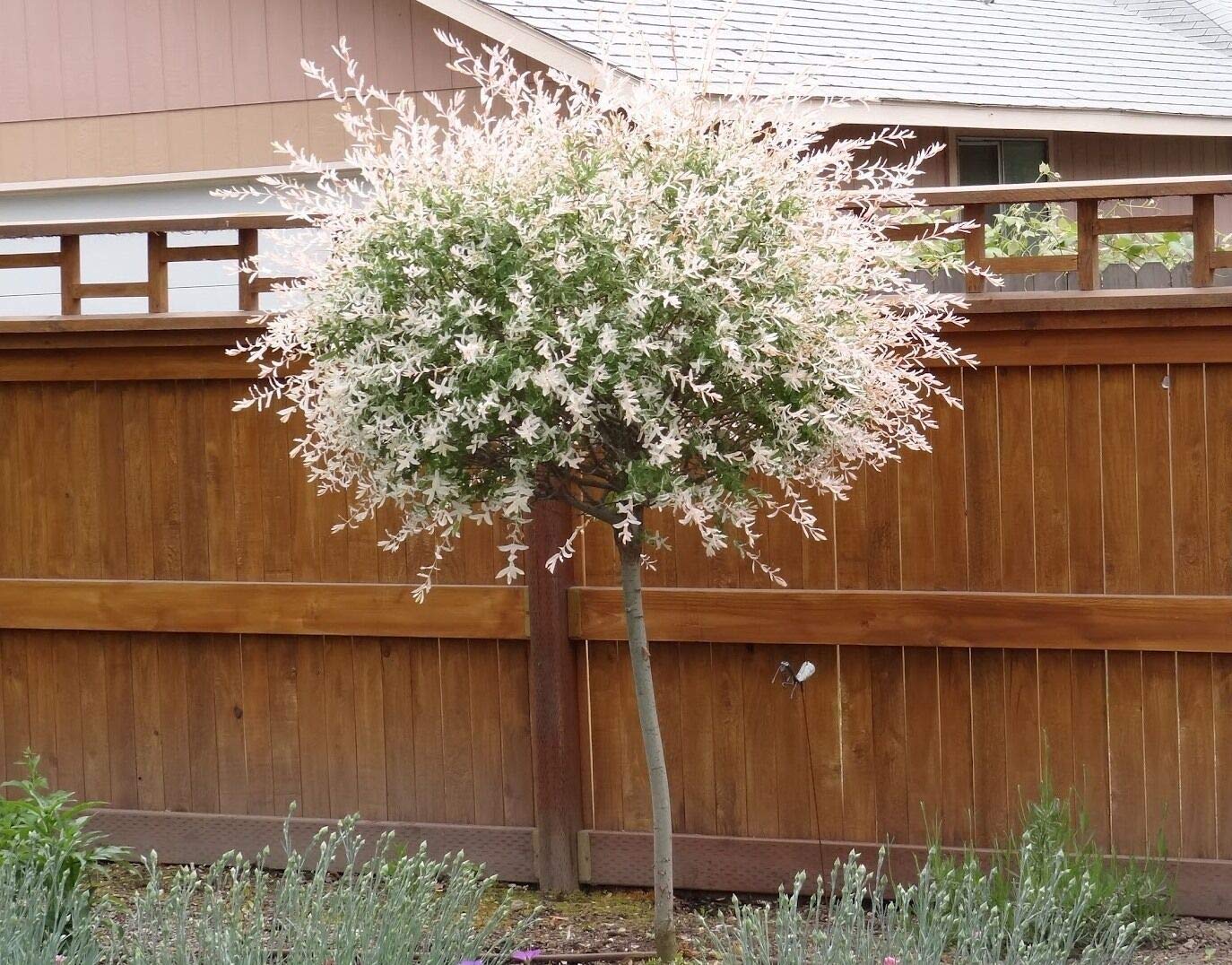 Japanese Dappled Nishiki Willow Live Plant - 2.5