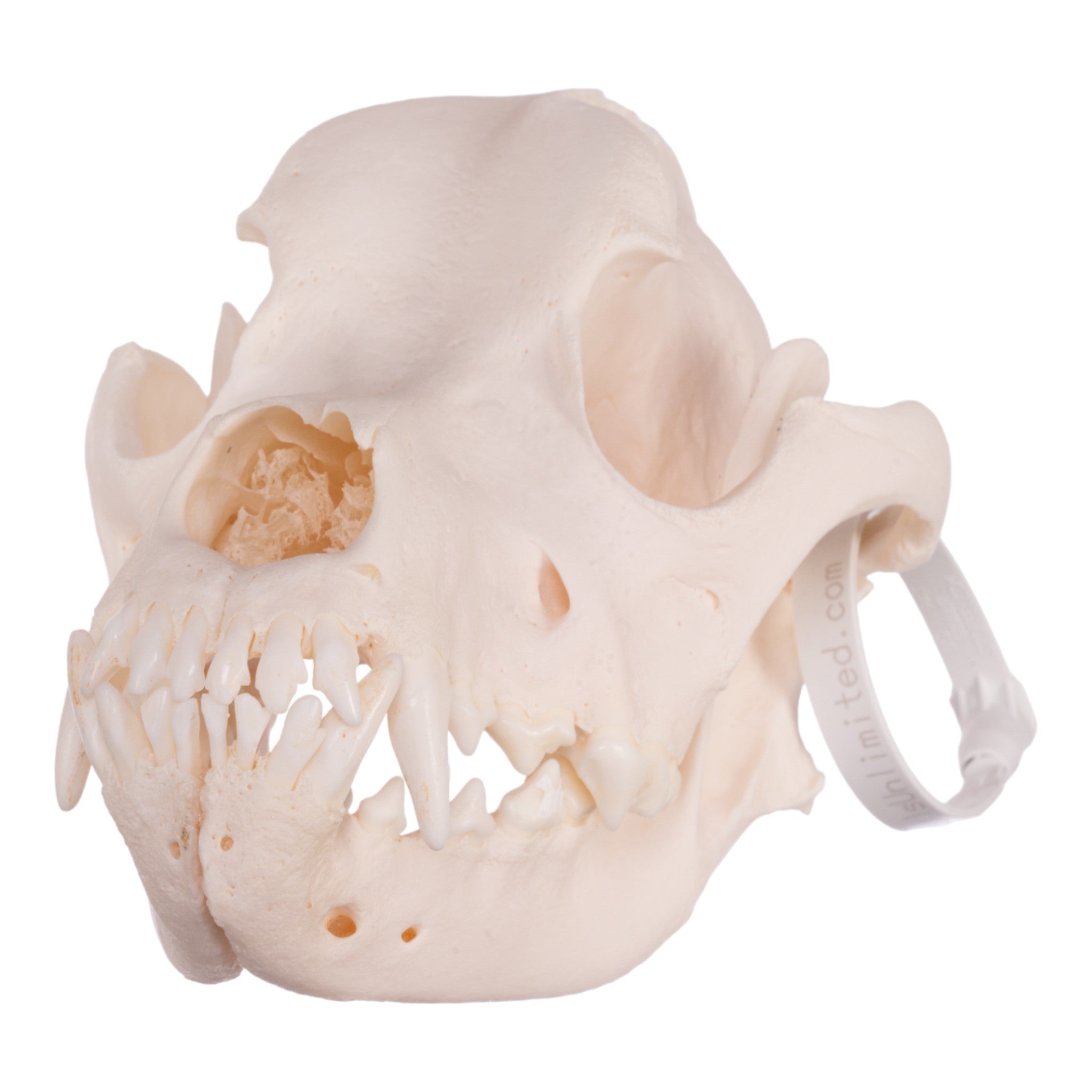 Authentic Rottweiler Dog Skull - Real Domestic Canine Specimen for Veterinary Study, Taxidermy & Halloween Decor