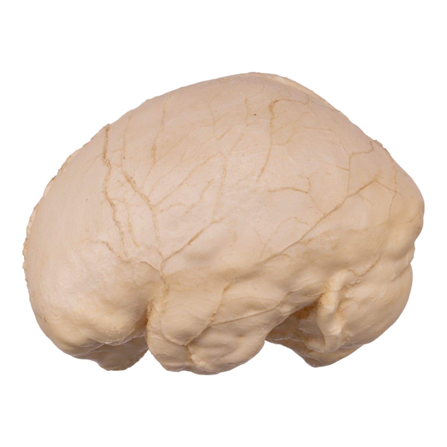 Authentic Replica Human Skull Endocast - Detailed Anatomical Model for Medical Study, Halloween Decor & Science Education