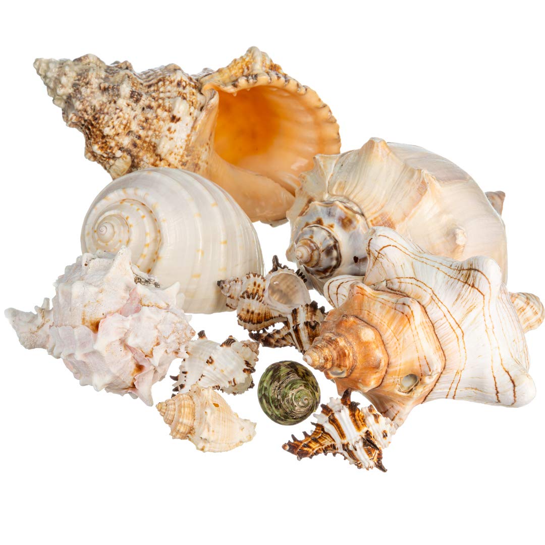 Natural Conch Shell Decor for Home & Crafts - Small 2-4