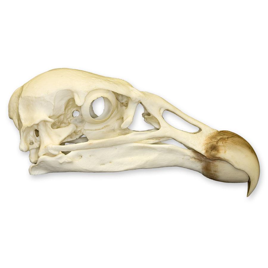 Authentic Replica Andean Condor Skull - Handcrafted Decorative Home Decor for Gothic, Halloween, and Natural History Displays