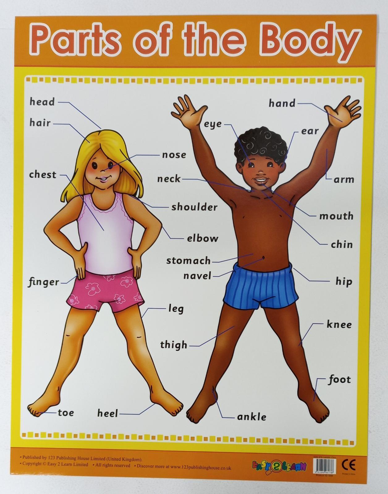 Human Body Parts Chart - Educational Anatomy Poster for Kids & Classroom - Perfect for Learning, Teaching, and Homeschooling
