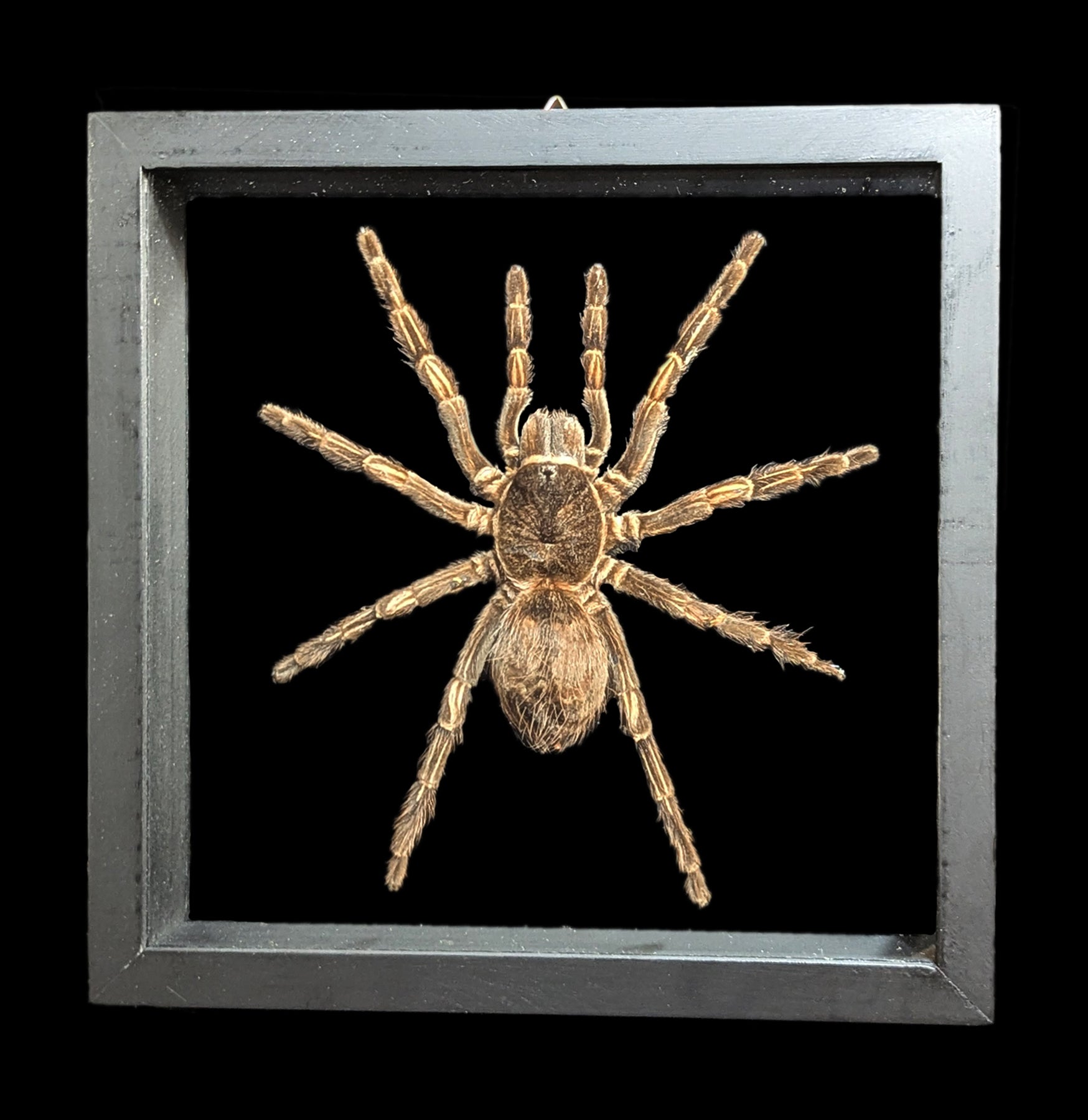 Premium Double Glass Framed Lasiodorides Striatus Spider Display Case - Perfect for Tarantula Enthusiasts & Home Decor