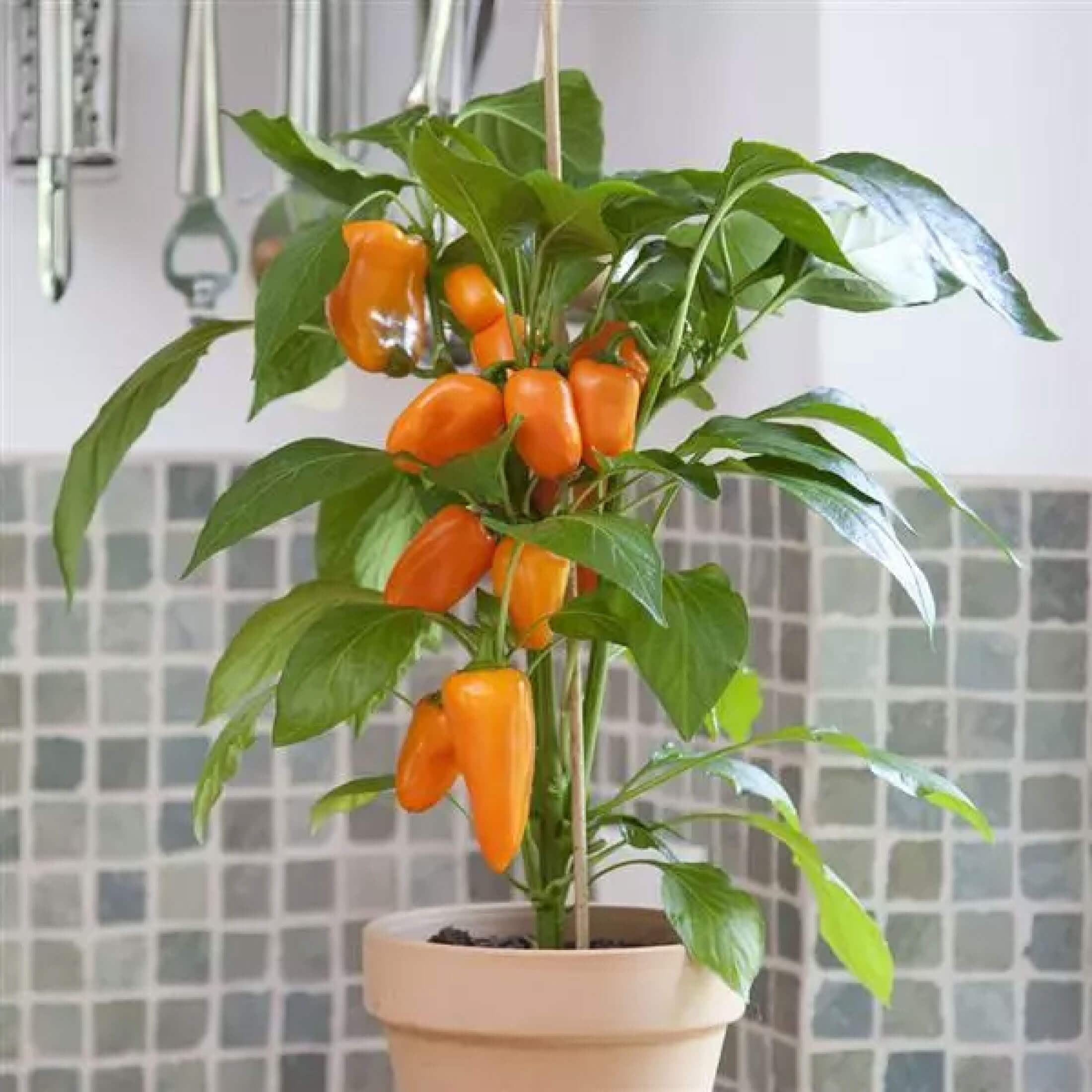 Sweet Fresh Bites Orange Pepper Seedling - Non-GMO Mini Pepper Seeds for Home Garden | Perfect for Salads, Snacking & Container Gardening