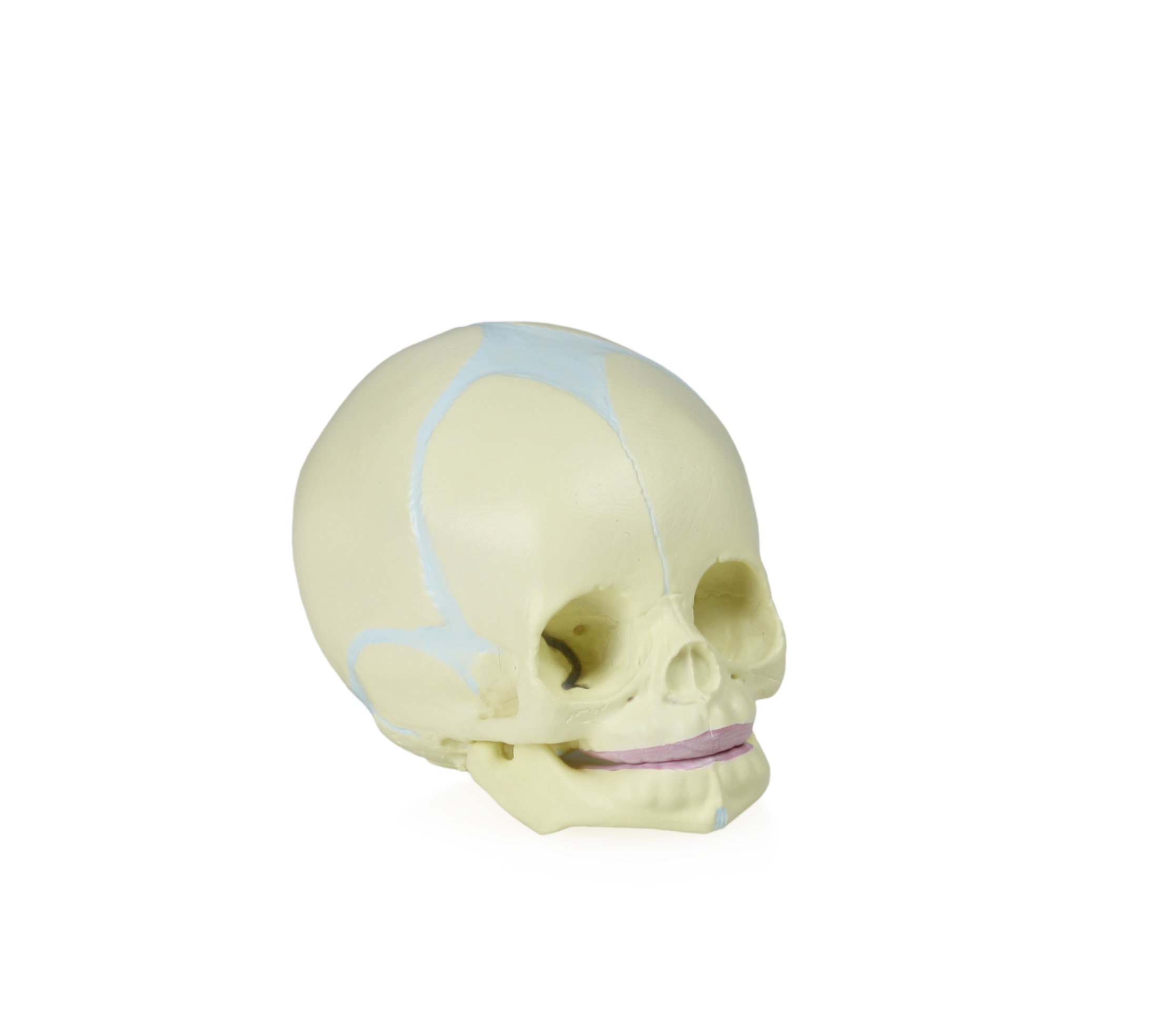 Life-Size Human Fetal Skull Model - 30th Week Pregnancy Development | Shows Cranial & Facial Features, Fontanels & Bone Formation | Perfect for Medical Education, Anatomy Study & Science Classrooms