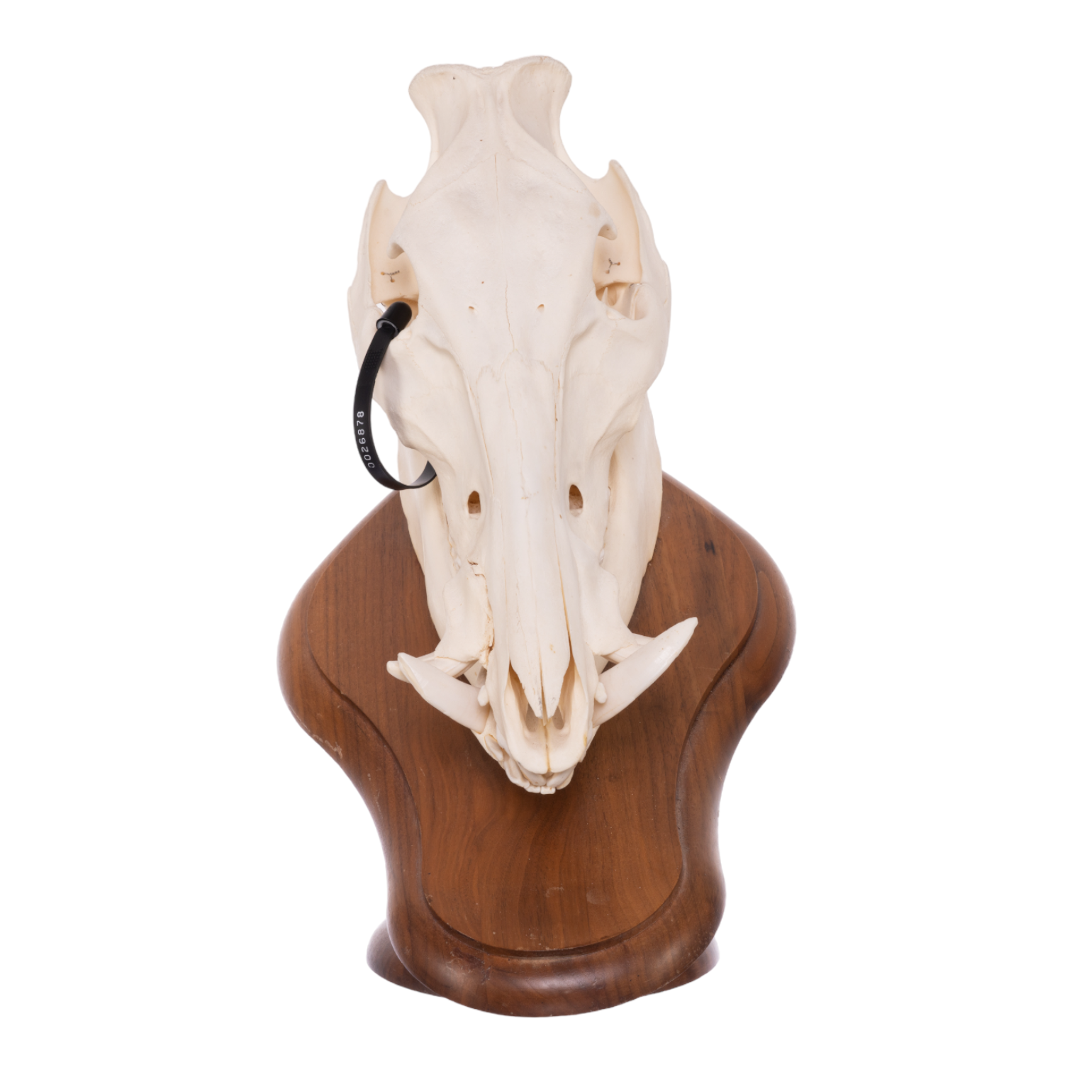 Authentic Real Domestic Pig Skull Mounted on Wooden Plaque - Taxidermy Decor for Hunting Lodge, Gothic Home, or Halloween Display