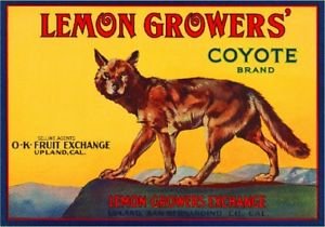 California Coyote Citrus Crate Magnet - Vintage Lemon Fruit Art Print for Fridge & Home Decor | Perfect for Kitchens, Offices & Gifts