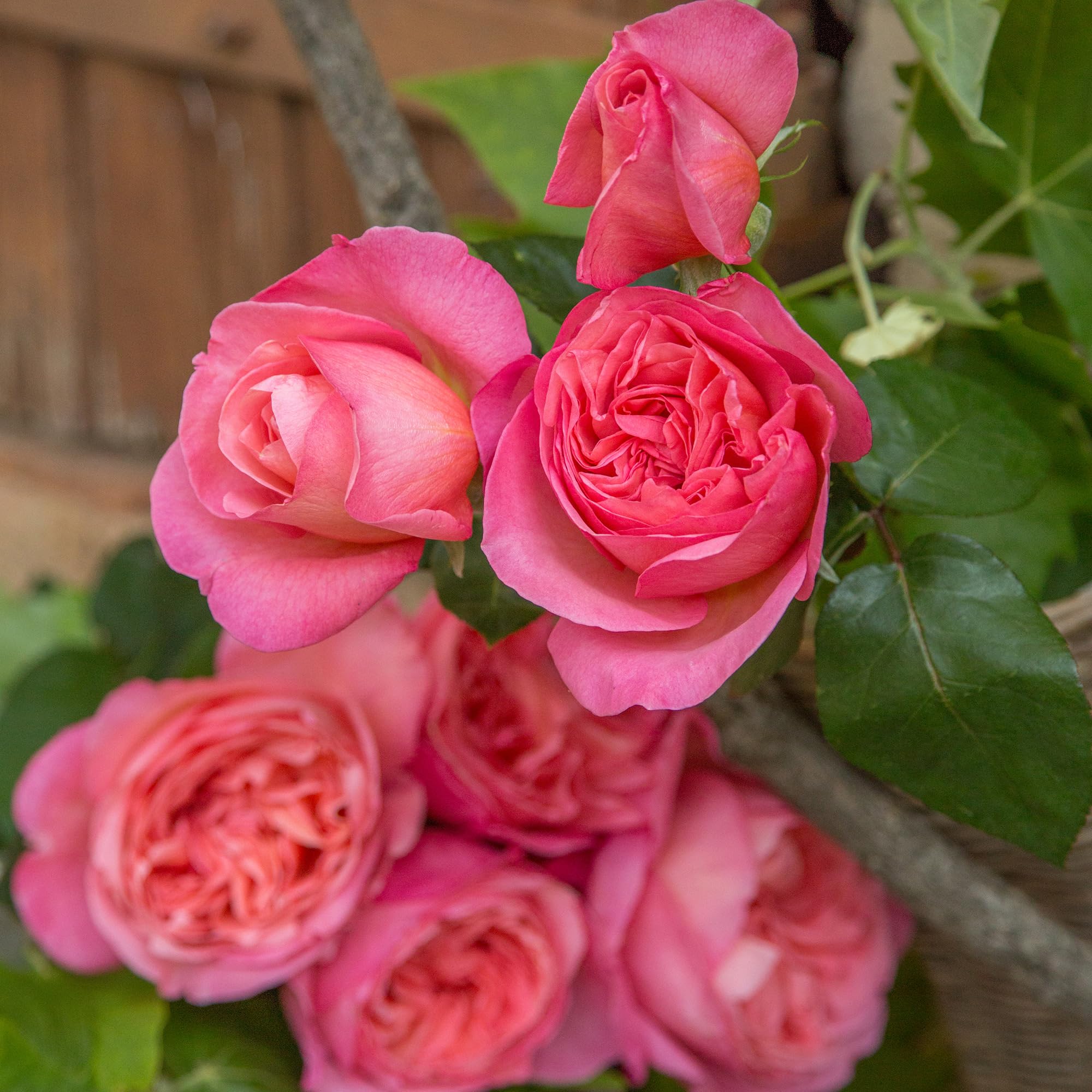 Summer Romance Rose Plant 1.5 Gallon Potted - Fragrant Pink Floribunda Roses | Heavy Reblooming, Own Root | Perfect for Cut Flowers, Garden Borders & Romantic Landscaping