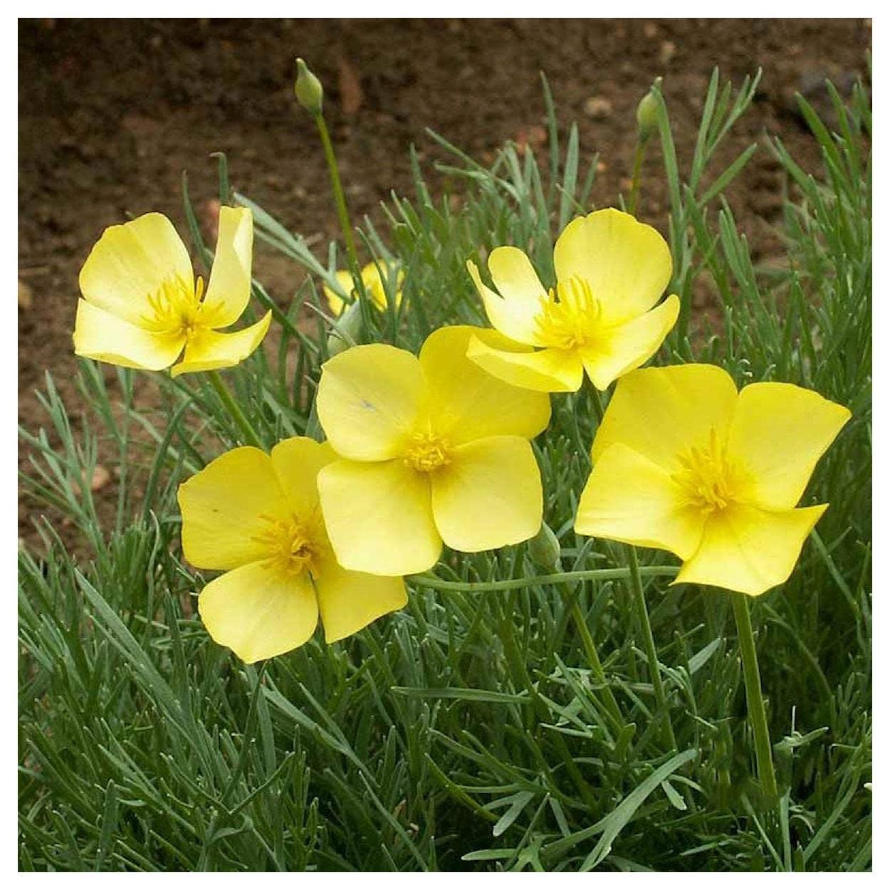 Everwilde Farms - 1/4 Lb Dwarf California Poppy Native Wildflower Seeds - Gold Vault Pack - Perfect for Home Gardens, Landscaping & Pollinator-Friendly Yards