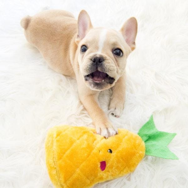 ZippyPaws NomNomz Pineapple Plush Dog Toy - Cute & Durable Chew Toy for Small & Medium Dogs - Perfect for Playtime, Training & Cuddling