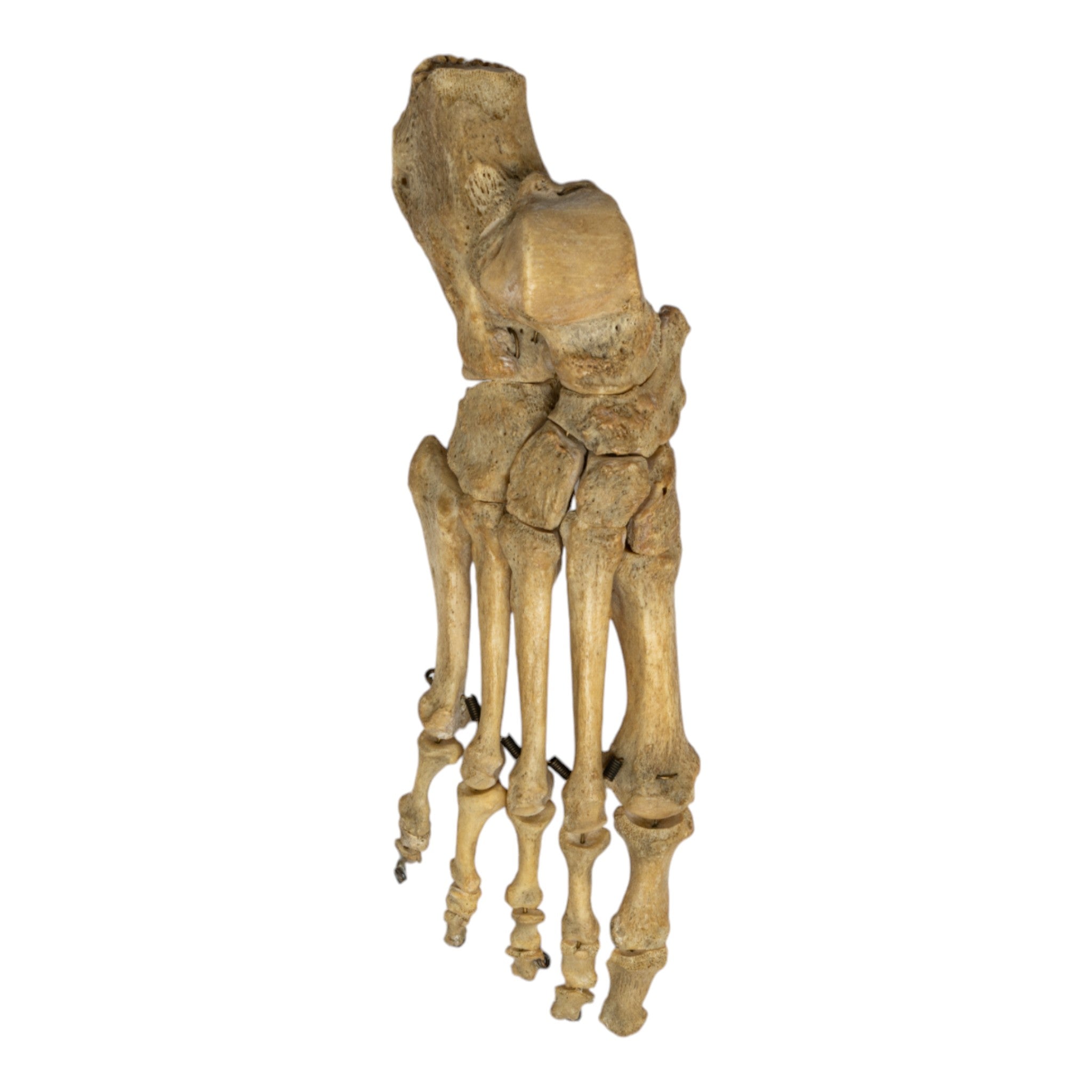 Real Human Right Foot Articulated Skeleton Model - Anatomically Accurate for Medical Study, Halloween Decor & Science Education