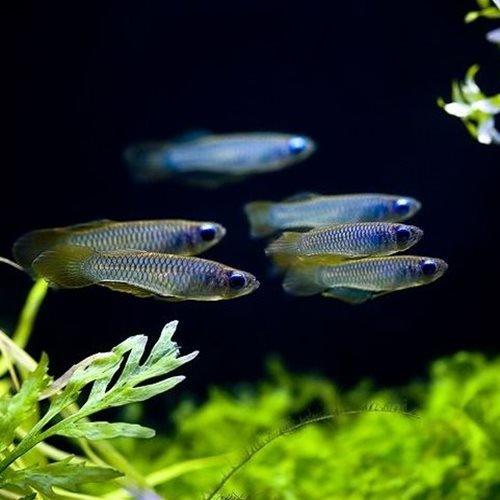Norman's Lampeye Killifish - Live Aquarium Fish for Freshwater Tanks | Perfect for Community Aquariums, Nano Tanks & Breeding Projects