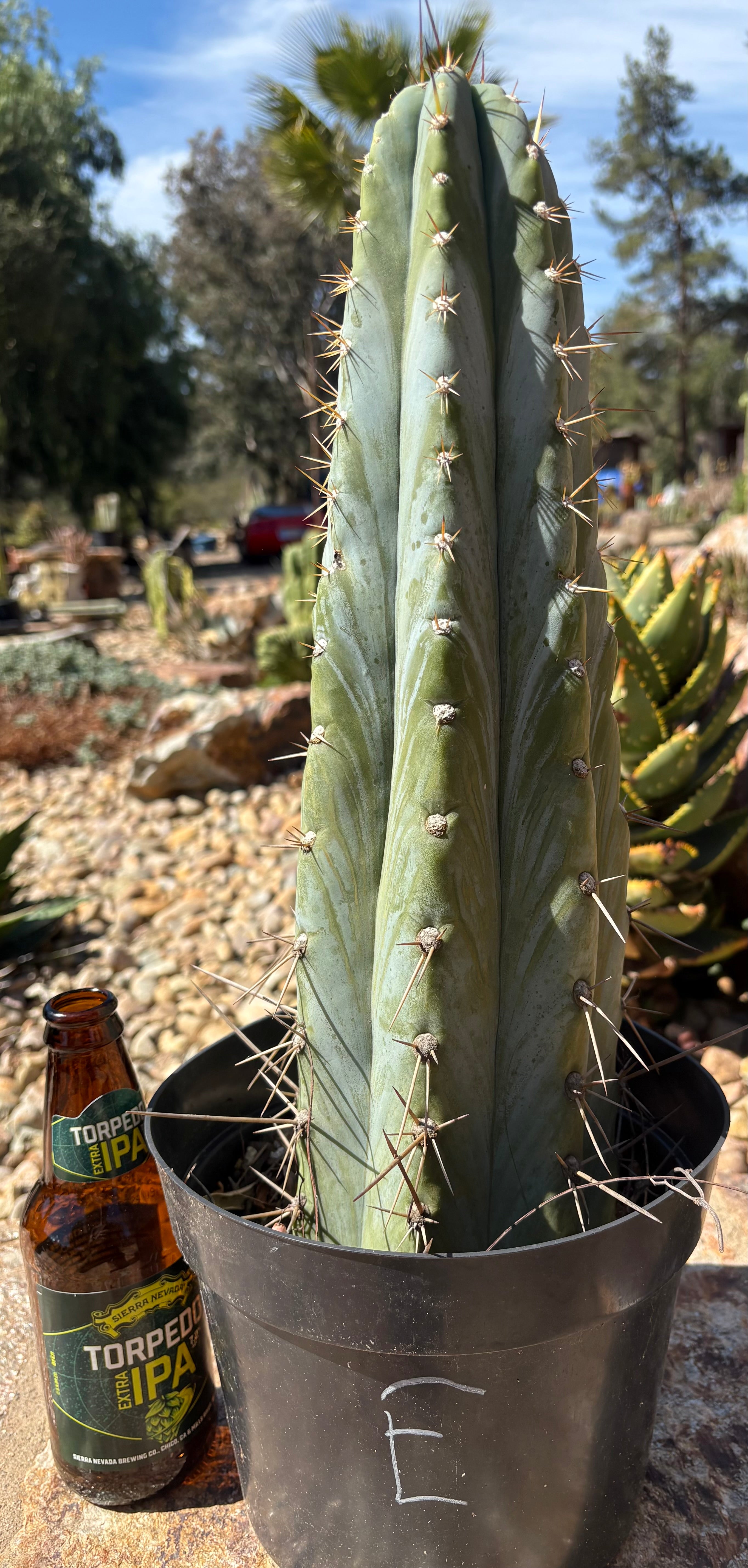 EC102 'D' EXACT Trichocereus Peruvianus TSSBP Cactus - 13.5 Inch Tall Rare Peruvian Torch Cactus for Home Decor, Desert Gardens & Spiritual Ceremonies
