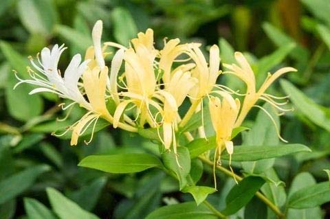 Hall's Honeysuckle Bare Root Plants - Pack of 100 | Fragrant Flowering Vine for Garden Landscaping, Fence Covering & Pollinator Attraction | Fast Growing Perennial Climber for Outdoor Decoration