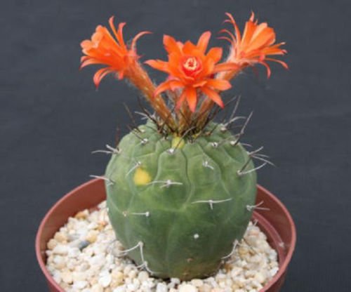 Matucana Madisoniorum Red Flowering Cactus Seeds - Rare Exotic Succulent (100 Seeds) for Desert Gardens & Indoor Plant Collections