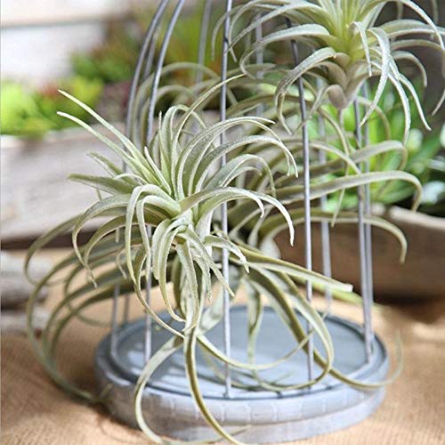 Artificial Pineapple Grass Air Plants - Fake Flowers for Home Wall Decor, Garden Party Decoration | Perfect for Living Room, Bedroom, Office & Wedding Centerpieces