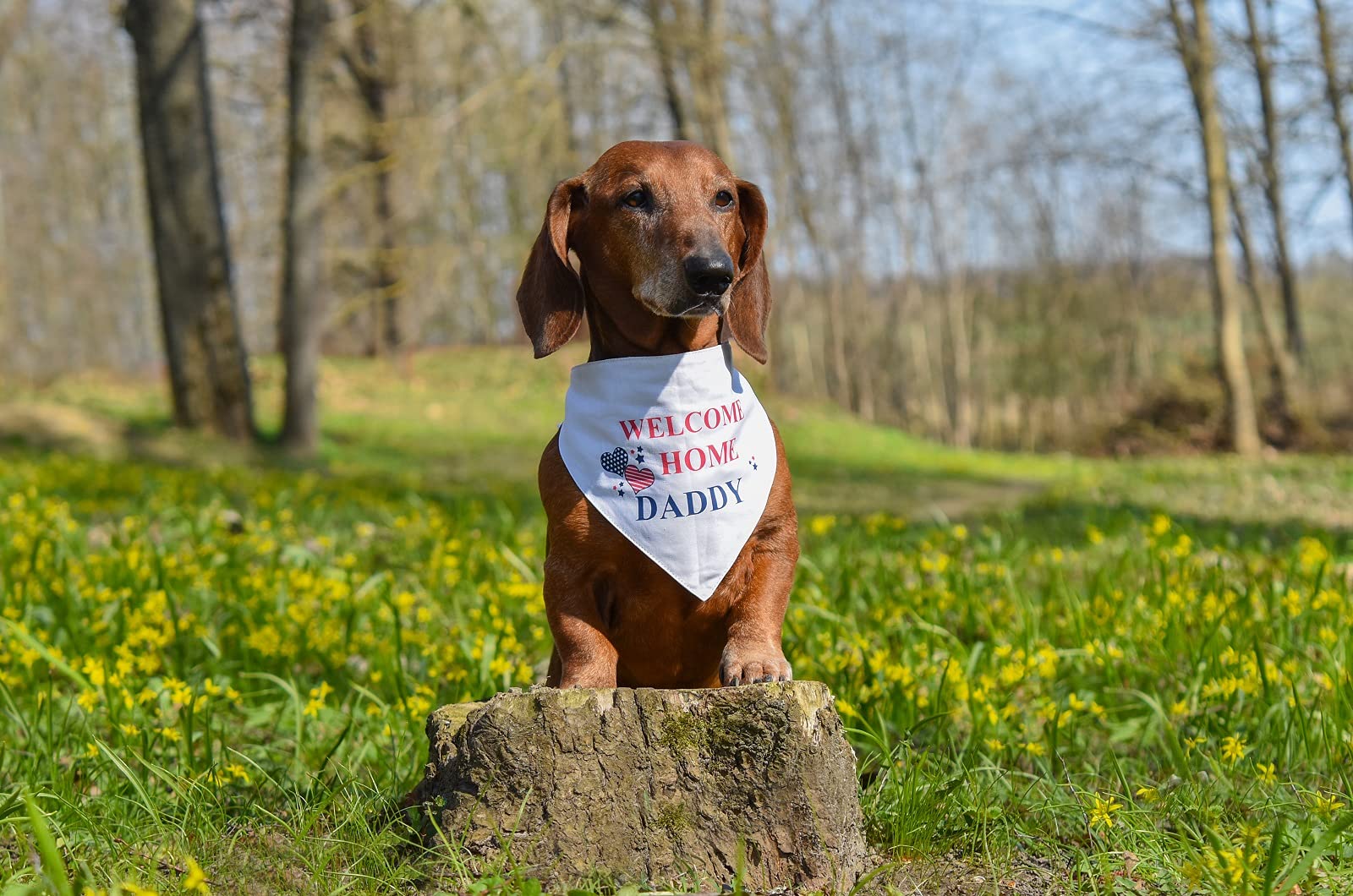 Welcome Home Daddy Dog Bandana for Small Dogs - Cute Pet Bandana for Small Breeds, Adjustable Neck Wrap for Puppies - Perfect for Family Reunions, Pet Parties & Photo Shoots