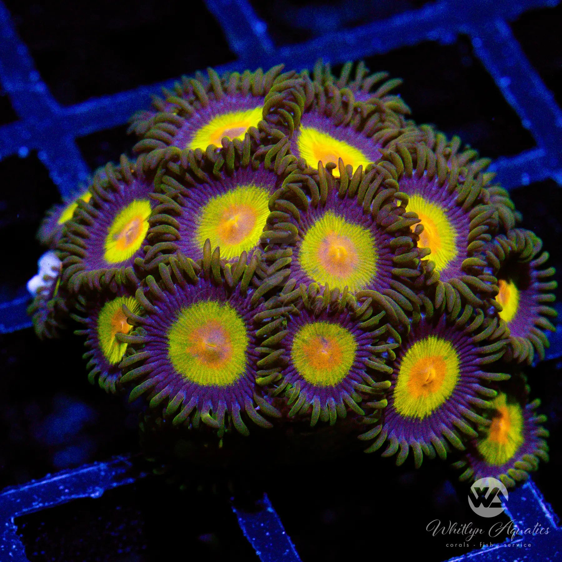 King Midas Zoanthid Coral - Aquacultured Saltwater Reef Coral for Marine Aquariums | Perfect for Nano Tanks and Coral Frag Racks
