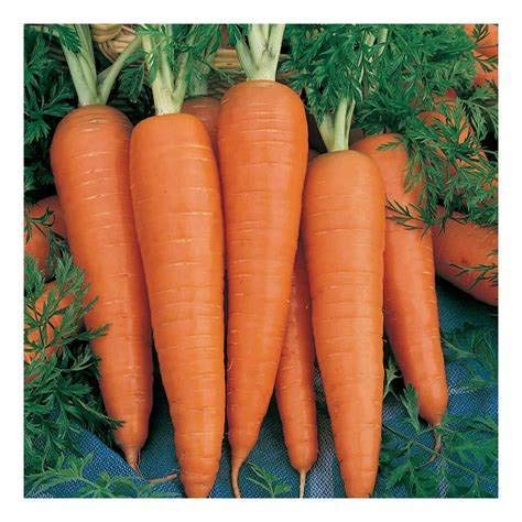 Organic Non-GMO 18,000 Danvers 126 Carrot Seeds (1 Ounce) for Microgreens - Perfect for Home Gardening, Hydroponics & Healthy Salads