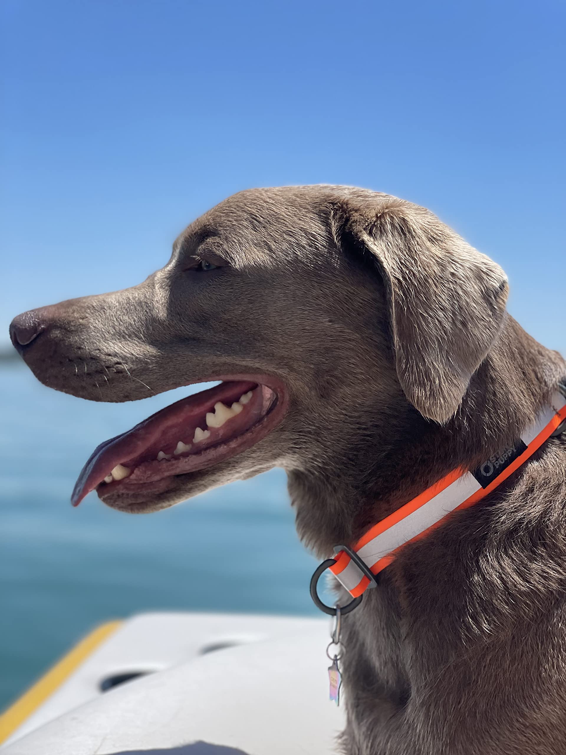 Go Dog Glo Reflective LED Dog Collar - Orange | Waterproof & Adjustable for Nighttime Safety | Perfect for Walking, Running & Outdoor Adventures