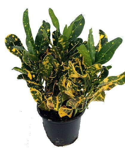 Codiaeum Variegatum 'Banana' Croton - 3 Live Plants in 4 Inch Pots - Tropical Indoor Houseplant for Clean Air - Perfect for Home, Office & Gift Decor