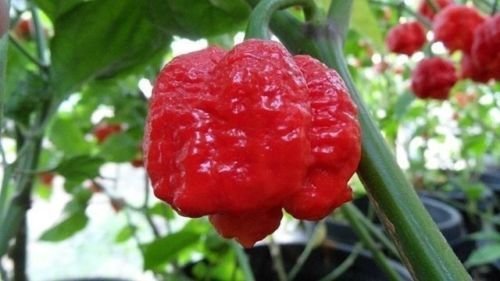World's Hottest Trinidad Scorpion Pepper Seeds - 15 Semi Mondi Fresh 2018 Harvest | Perfect for Home Gardening, Hot Sauce Making & Extreme Chili Challenges