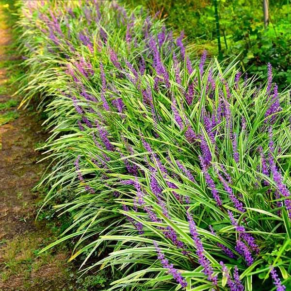 Brighter Blooms Variegated Liriope Plant - 1 Gallon Potted Perennial Grass for Landscaping - Drought Tolerant Ground Cover for Gardens, Borders & Containers (No Shipping to Arizona)