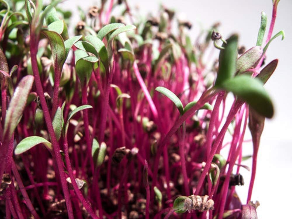 Non-GMO Beet Seeds for Microgreens & Sprouting - 10 LBS Bulk - High Germination Rate - Country Creek Acres Brand - Perfect for Juicing, Hydroponics, Gardening & Growing Fresh Salad Sprouts at Home