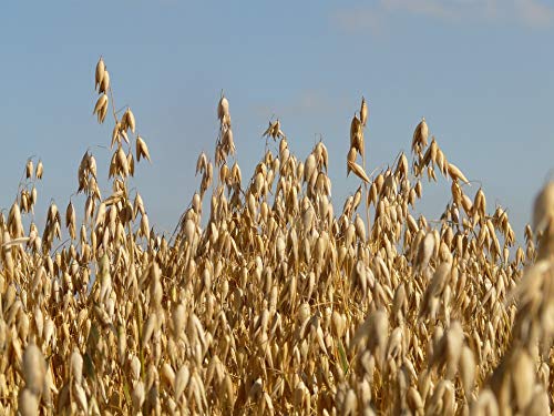 1 lb Whole Oat Seeds for Wildlife Food Plots - Cover Crop & Pasture Grazing - Perfect for Deer, Turkey & Game Bird Attraction in Hunting Areas & Farm Fields