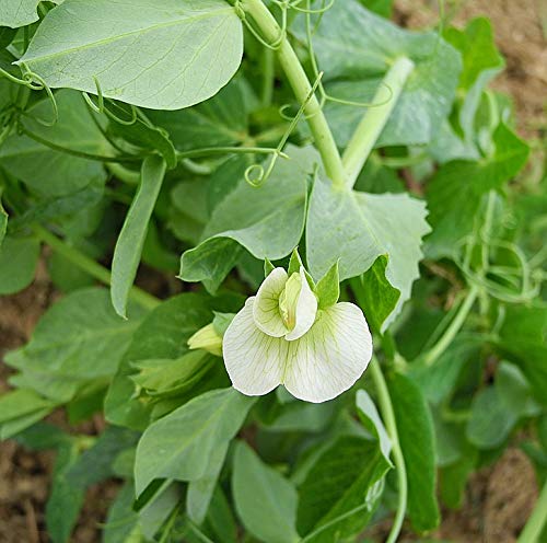 20x30 Inch Laminated Pea Flower White Flower Foliage Plant Poster - Vibrant Colors & High-Quality Print - Perfect for Home Decor, Office Wall Art & Gift Giving