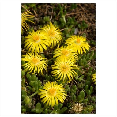 100 Gelato Yellow ICE Plant Mesembryanthemum Daisy Livingstone Flower Seeds - Drought-Tolerant Ground Cover for Sunny Gardens & Rock Landscapes