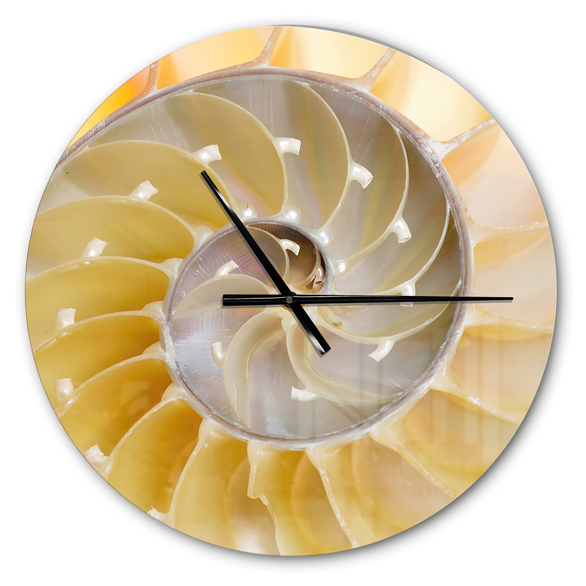 DesignQ 'Isolated Nautilus Shell' Modern Wall Clock - Silent Non-Ticking Battery Operated Decorative Clock for Home, Bedroom, Bathroom, Office & Living Room | Perfect for Coastal, Boho & Minimalist Decor Styles
