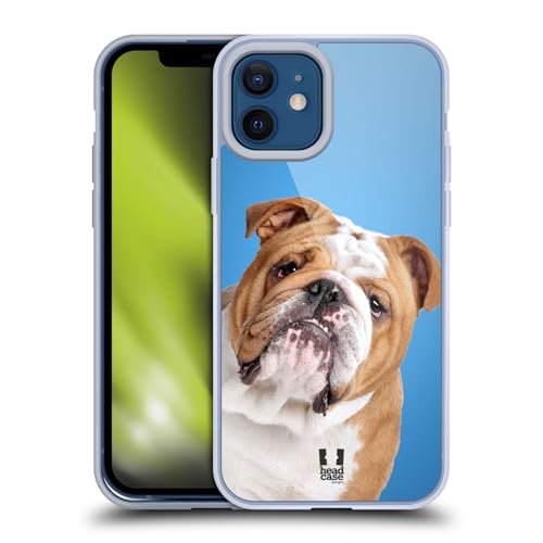 English Bulldog