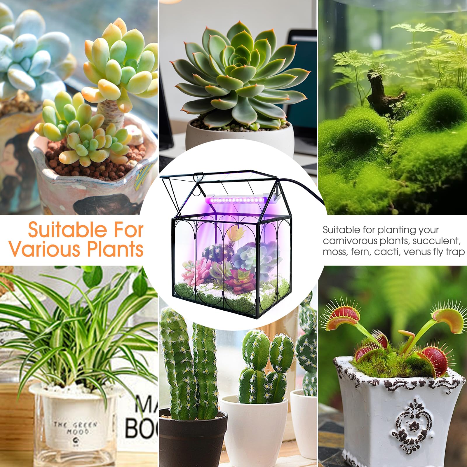 Rifny Indoor House Shape Glass Terrarium Kit with Grow Light & Lid - Small Plant Terrarium Jar for Venus Fly Trap, Succulents & Air Plants - Perfect Home & Office Decor (Plants Not Included) | Great for Desktop Decor, Gift Ideas & Indoor Gardening Enthusiasts